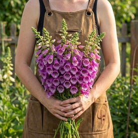 Dalmatian Purple, Digitalis Seeds
